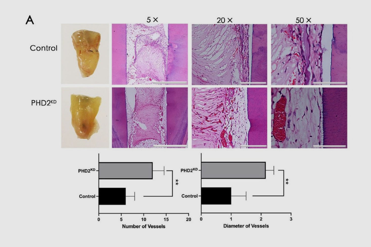 Positive Stress to Boost Tooth Tissue Regeneration